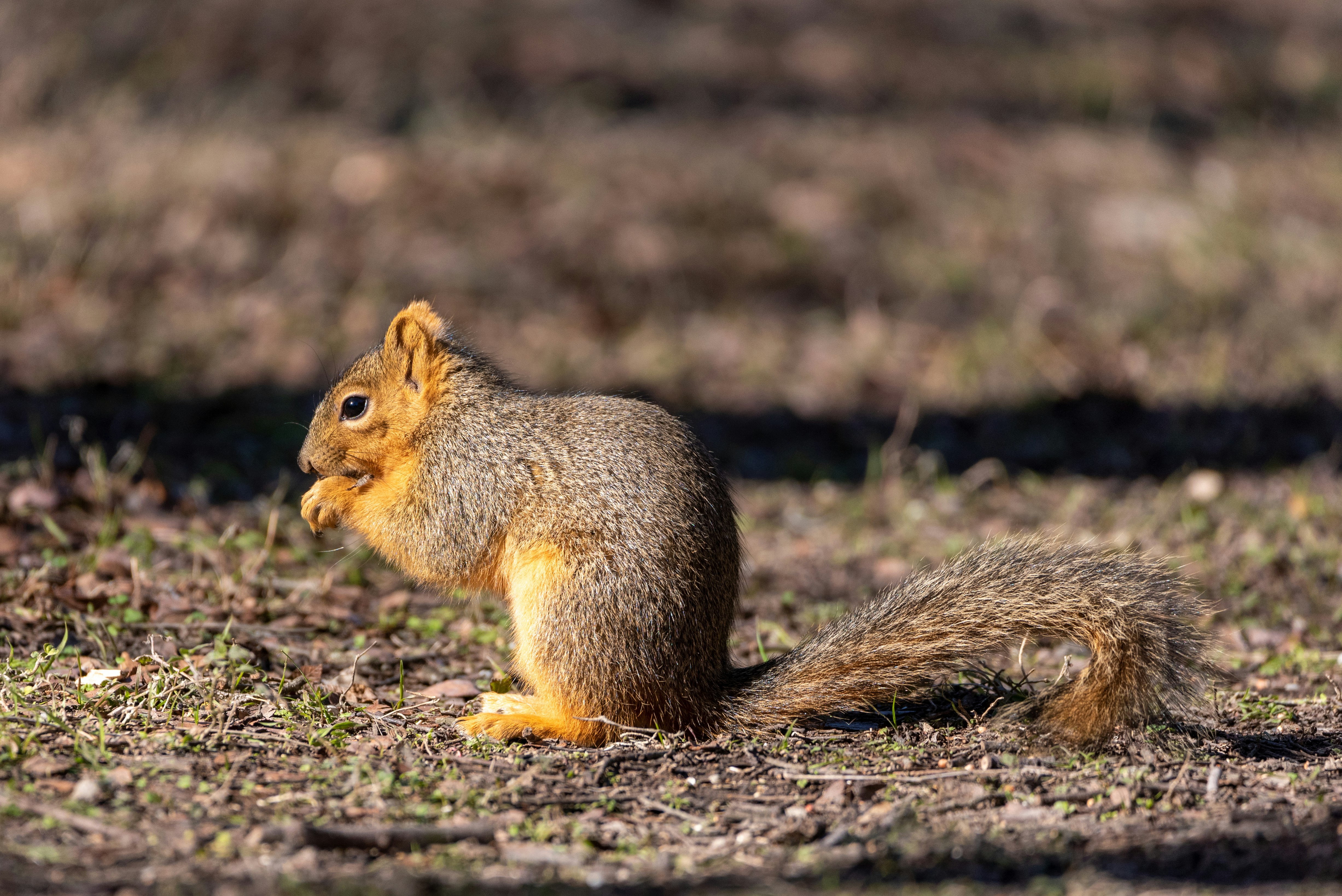 brown squirrel on brown grass during daytime